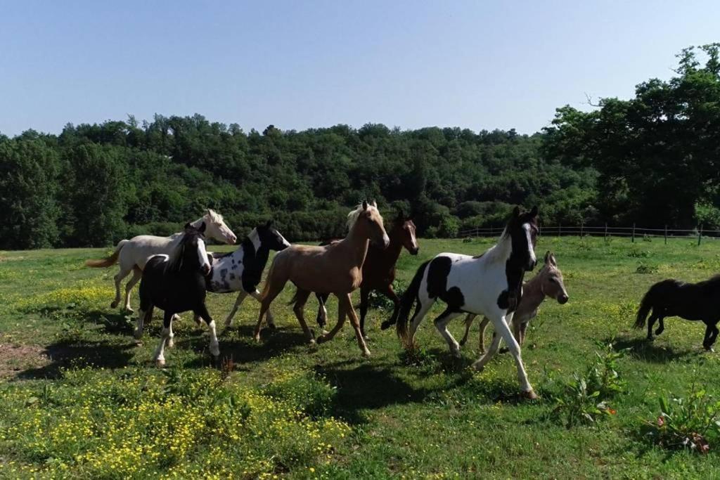 Gite Equestre Domaine Des Crins - Monpazier Capdrot Bagian luar foto