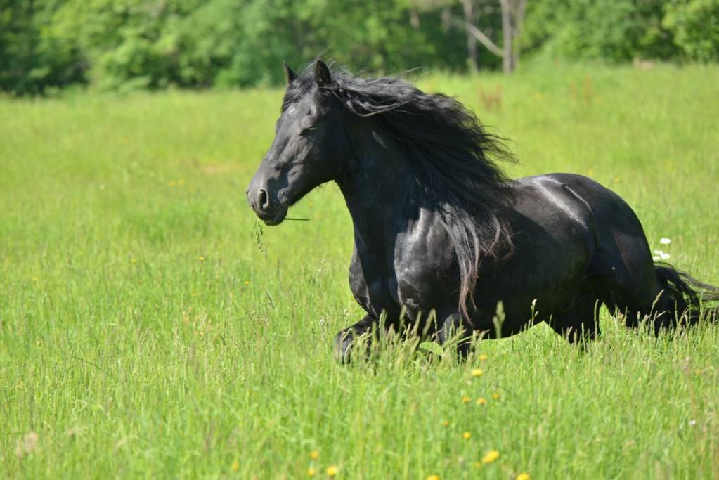 Gite Equestre Domaine Des Crins - Monpazier Capdrot Bagian luar foto